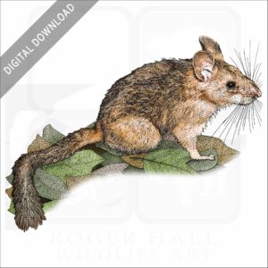 Bushy-Tailed Woodrat stock image