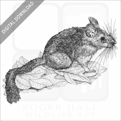 Bushy-Tailed Woodrat