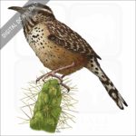 Cactus Wren stock image