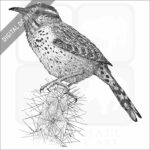 Cactus Wren