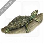 Cagle's Map Turtle stock image