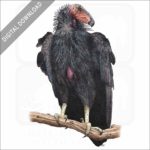California Condor stock image