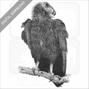 California Condor stock image