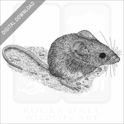California Mouse