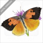 California Dog-Faced Butterfly stock image