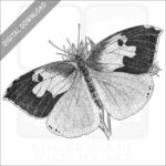 California Dog-Faced Butterfly