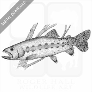 California Golden Trout