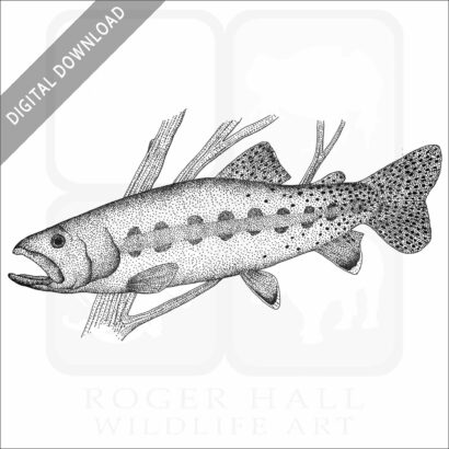 California Golden Trout