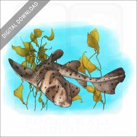California Horn Shark stock image