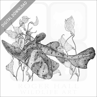 California Horn Shark