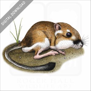 California Kangaroo Rat stock image
