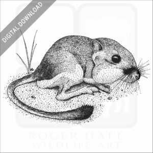 California Kangaroo Rat