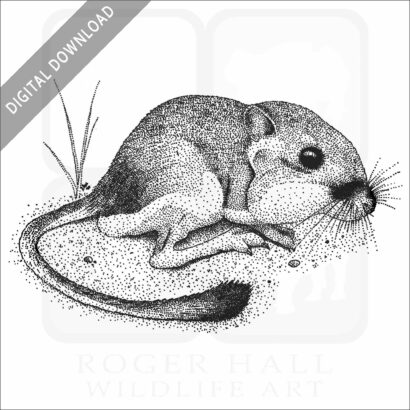 California Kangaroo Rat