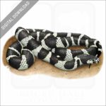 California Kingsnake stock image