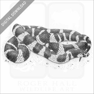 California Kingsnake