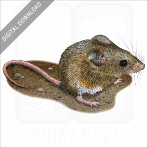 California Mouse stock image