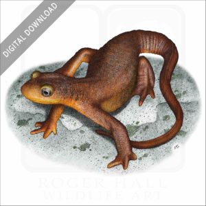 California Newt stock art image