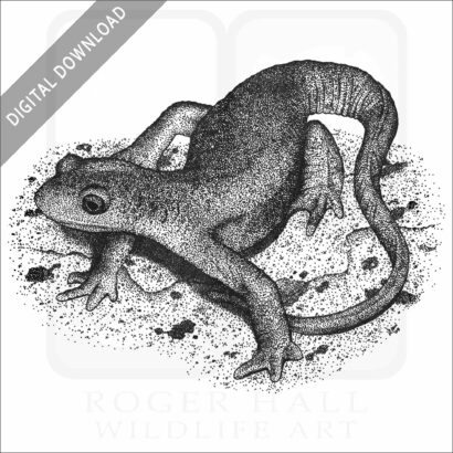 Stock Art Drawing of a California Newt - Image 2