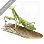 California Praying Mantis stock image