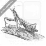 California Praying Mantis