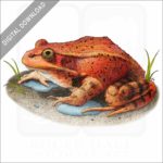 California Red-Legged Frog stock image