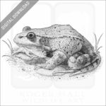 California Red-Legged Frog