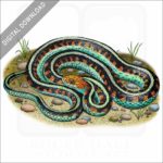 California Red-Sided Garter Snake stock image