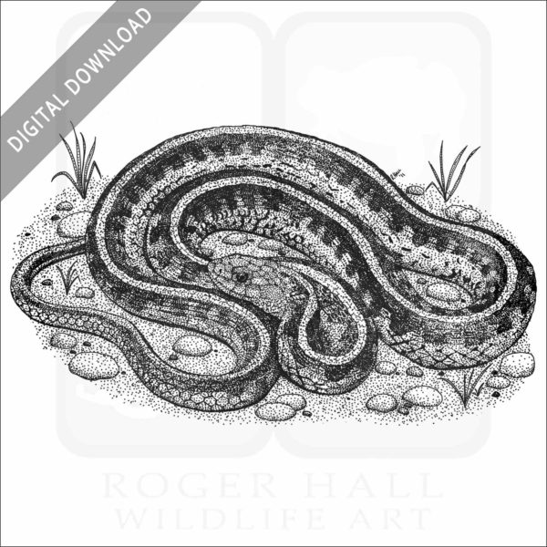 California Red-Sided Garter Snake