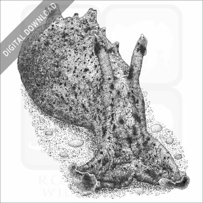 California Sea Hare