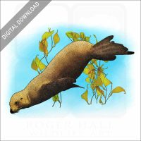 California Sea Lion stock illustation