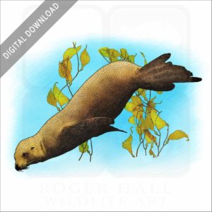 California Sea Lion stock illustation