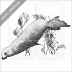 California Sea Lion
