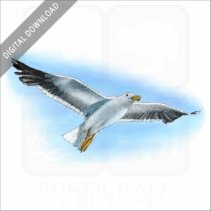 California Seagull stock art image
