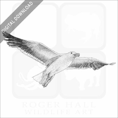 California Seagull