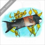 California Sheephead stock image