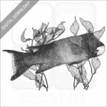 California Sheephead