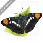 California Sister Butterfly stock image