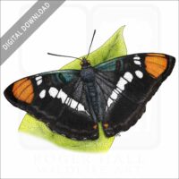 California Sister Butterfly stock image