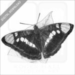California Sister Butterfly