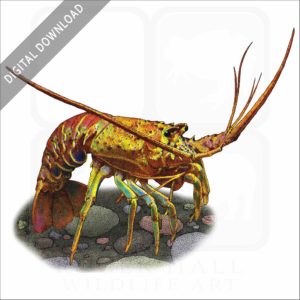 California Spiny Lobster stock image