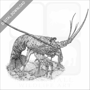 California Spiny Lobster