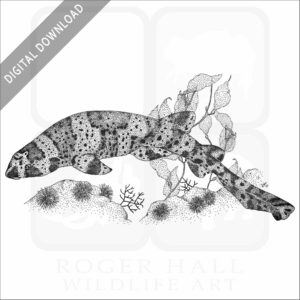 California Swell Shark