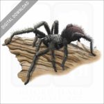 Bay Area Blond Tarantula stock image