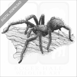 Bay Area Blond Tarantula