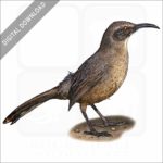 California Thrasher stock image