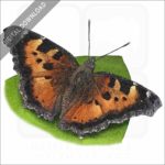 California Tortoiseshell Butterfly stock image