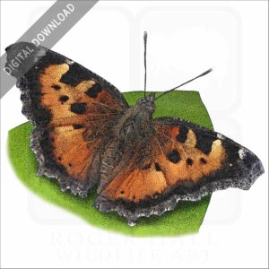 California Tortoiseshell Butterfly stock image