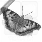 California Tortoiseshell Butterfly