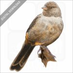 California Towhee stock image