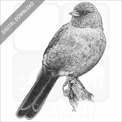 California Towhee